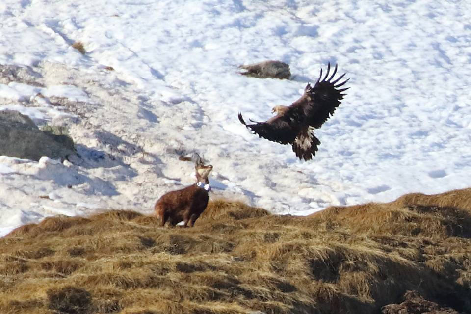 Aquila vs camoscio (documento)